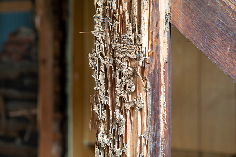 シロアリ被害により内部が激しく食い荒らされた木材の柱